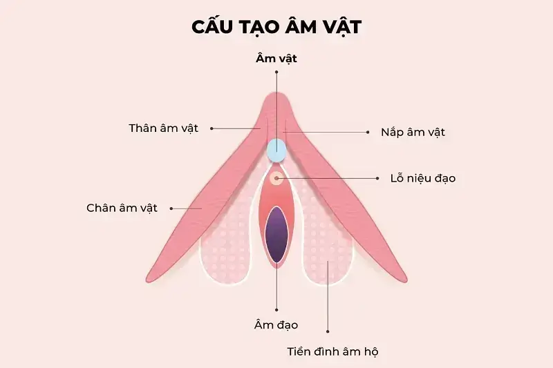 Cấu tạo hột le